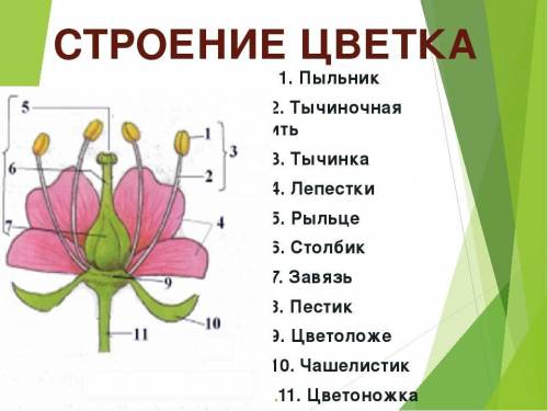 Какое строение имеют цветки янтака