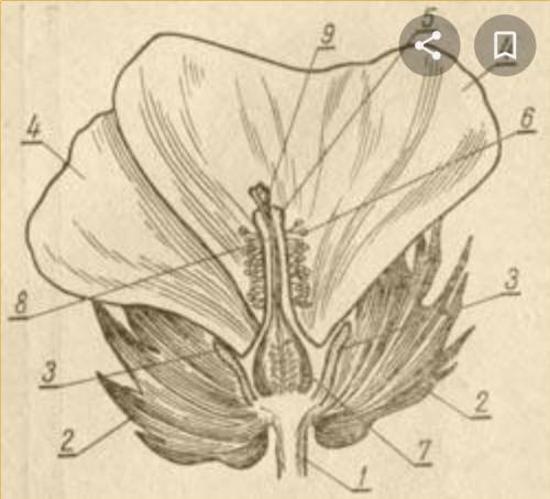 Строение цветка хлопчатника​