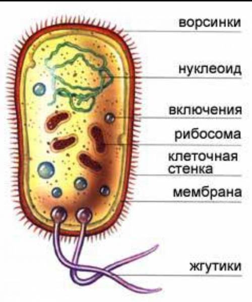 Наявнисть тканин бактерти​