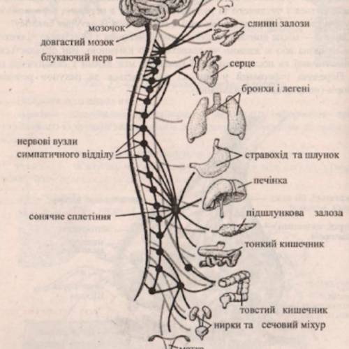 Від якого відділу спинного мозку відходять симпатичні нерви, що іннервують легені людини? а)грудного
