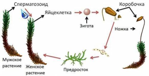 Схема размножение мха