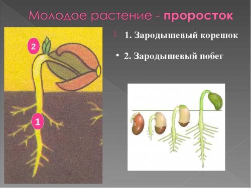 с биологией Что такое двойное оплодотворение. Из чего образуется эндосперм семядолей и зародыш расте