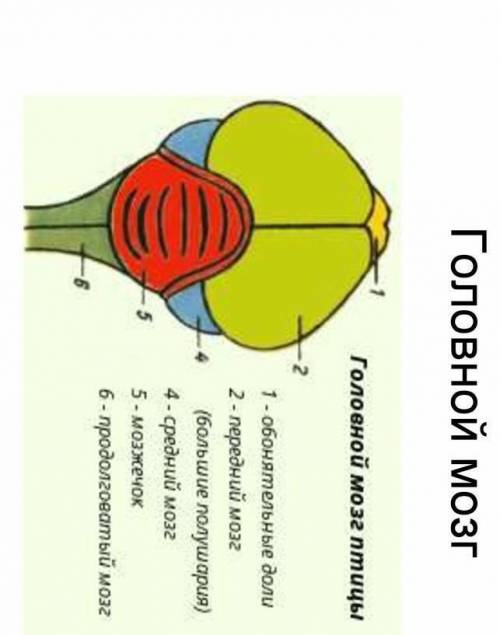Кількість відділів головного мозку у птахів​