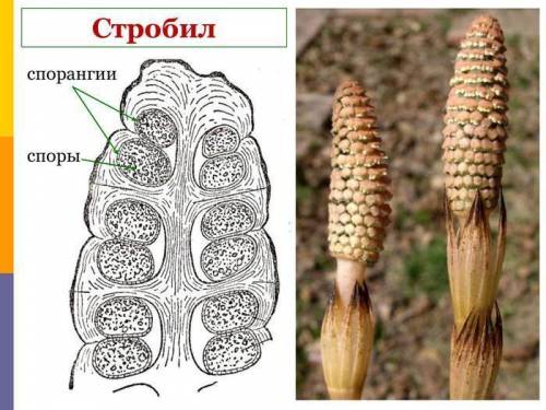 Расположение спорангиев Плаун