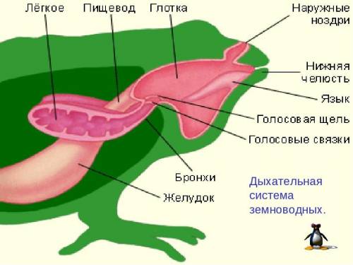 Заполнить таблицу про строение лягушки