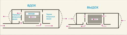 Признак при птиц к воздушной среде обитания это...Трахеибронхилёгкиедвойное дыхание