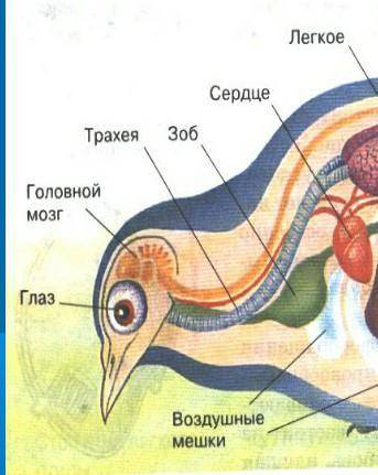 Чем характерна выделительная система птиц?