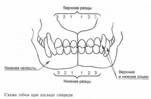 Какая из двух челюстей собаки содержит резцы: 1) верхняя 2) нижняя 3) верхняя и нижняя.