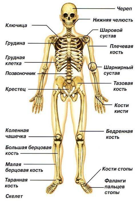 Анатомия тела человека