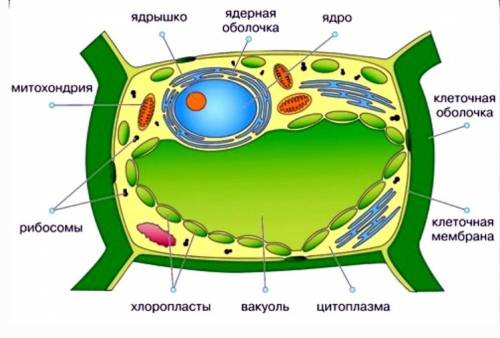 Поддерживает форму и объем клетки? Биология 5 класс