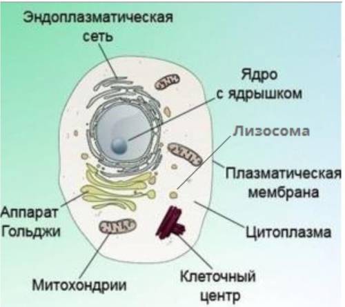 Поддерживает форму и объем клетки? Биология 5 класс