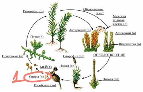 Найди верную последовательность стадий развития мха, начиная с оплодотворения. Зигота, образование с