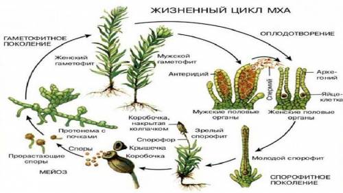 Найди верную последовательность стадий развития мха, начиная с оплодотворения. Зигота, образование с