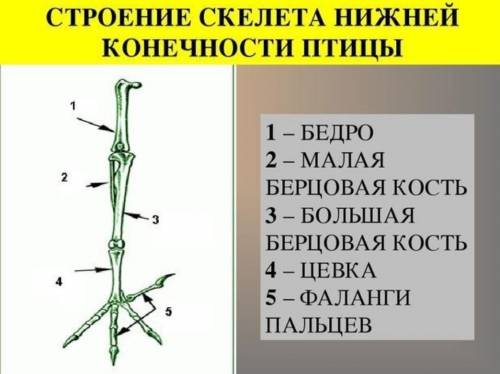 Определи верную последовательность расположения отделов задней конечности Птицы (начиная от позвоноч