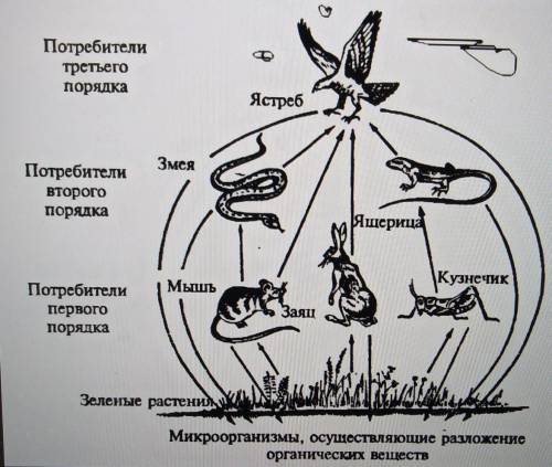 Составьте схему биоценоза луга, болота или поля, в который входит не менее десяти видов живых органи