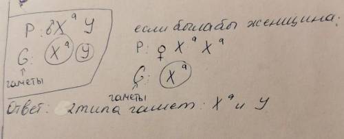 Сколько типов гамет образуется у организма с генотипом XaY?