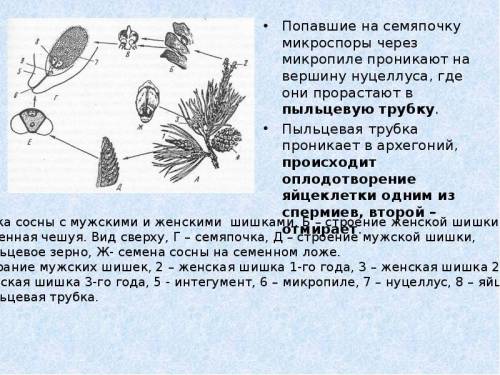 Рассмотрите рисунок и подпишите что обозначает цифрами 1-6​