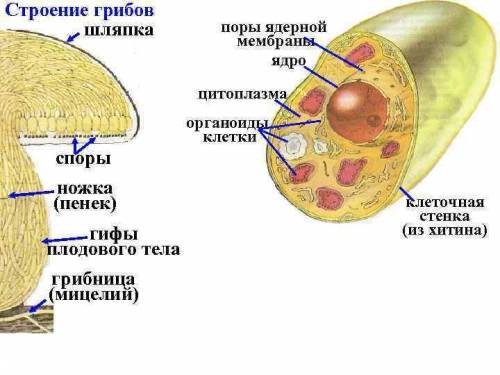 Укажите цитоплазма с органоидами у грибов