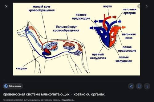 Какая это система органов?Что обозначенно под цифрой 1?