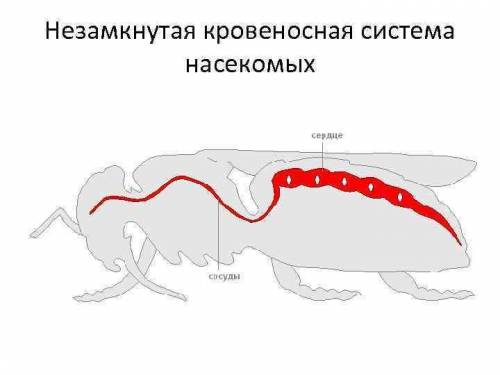 .Кровоносна система у комах……………………………………………….типу.