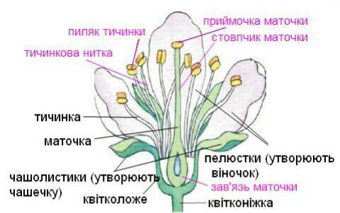 Яка спільна назва у пелюсток і часолисток​