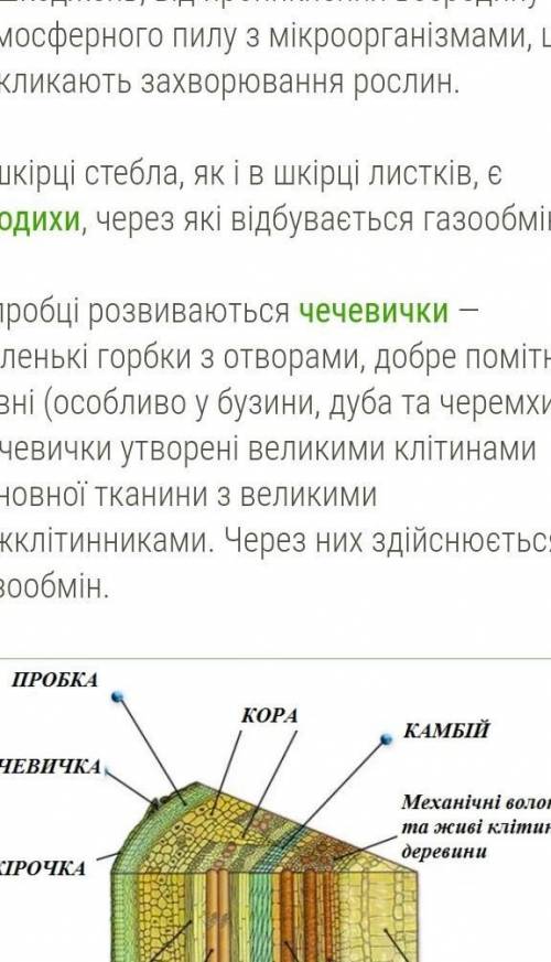 Внутришня будова стебла