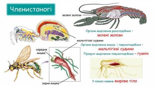 1.Токсична сполука що виділяється з організму А хлоридна кислота Б фруктоза В сечовина 2.Парні орган