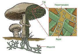 Організм гриба складається з: * кореня і пагона кореня, стебла гіфів талому