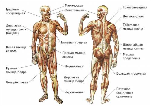 Названия мышц в соответствие с отделами скелета..​