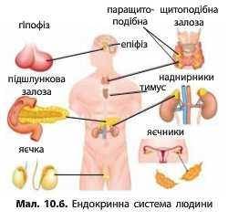 Виконайте тестові завдання. Ендокринна регуляція. Залози внутрішньої та змішаної секреції І. Встанов