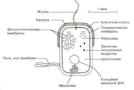 Рассмотри схему строение клетки бактерии, какие ее части обозначены цифрами 1-4?​