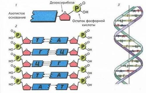 Задание 1. Дать схематичное и краткое описание клеток.(по теме которую вы Задание 2. Объясните роль