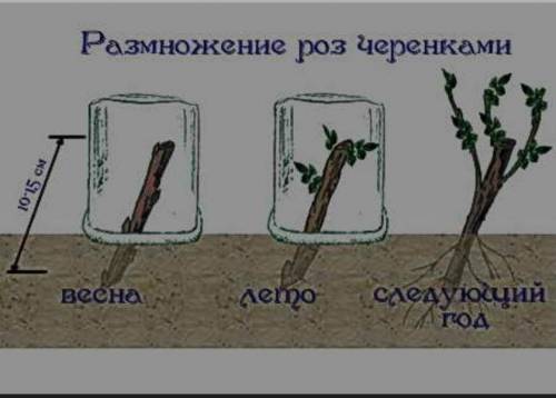 Веготивное размножение шиповника​