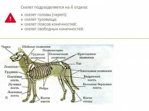 Особенности скелета млекопитающих