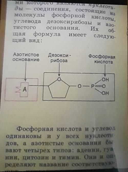 Составьте схему строения мононуклеотида