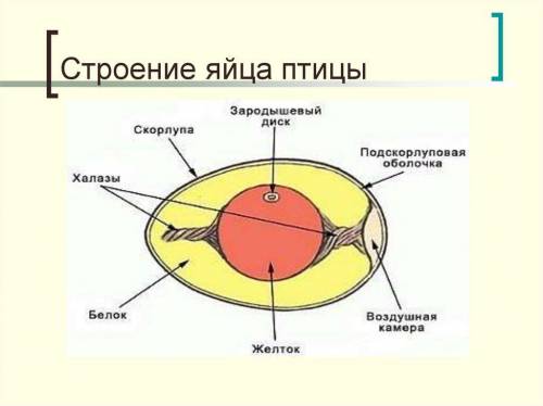 Биология 7 класс, размножение птиц.