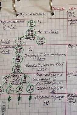 Процес сперматогенезу рисунок нужен ​