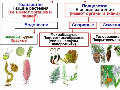 Высшие растения отличаются от низших тем, что:а) размножаются спорами б) растут всю жизньв) образуют