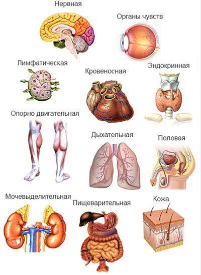 . Перечисли системы органов человека и их строение