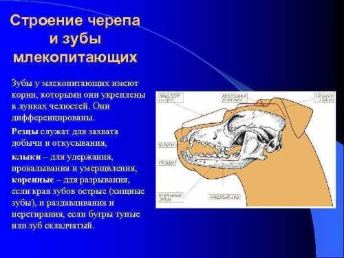 Какая форма черепа у млекопитающихся?Какая именно форма​