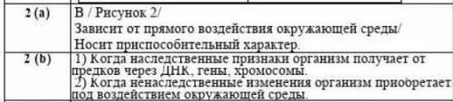 Различают генотипическую и фенотипическую изменчивость. Определите рисунок, на котором изображена фе