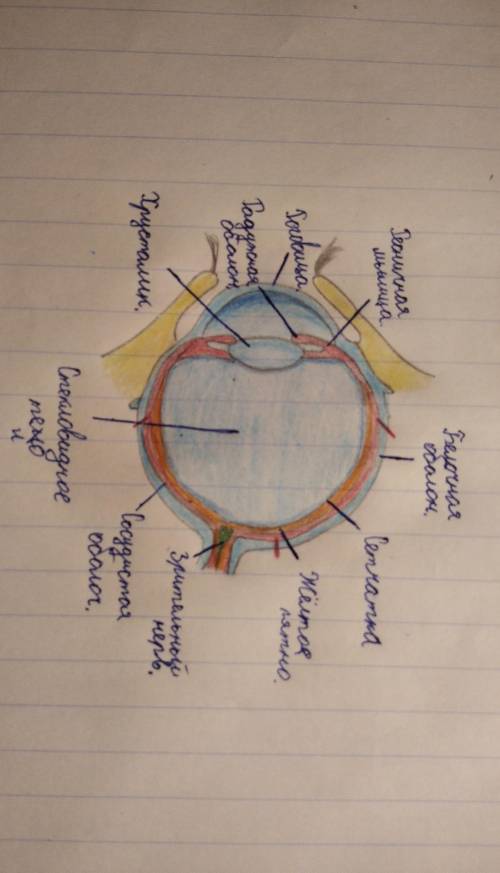 Художник нужно нарисовать глазик (это подчерк моей однаклассницы скину училка спалит ) напиши те кто