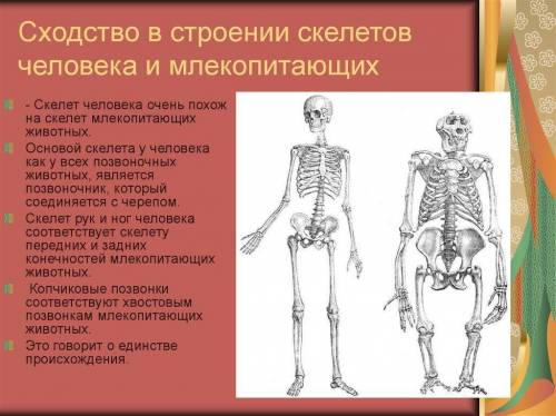 Особенность строения скелета, которая встречается не только у людей, но и у многих Млекопитающих?