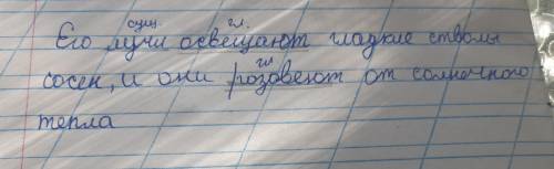 Его лучи освещают гладкие стволы сосен,и они розовеют от солнечного тепла.выделить грамматическую ос