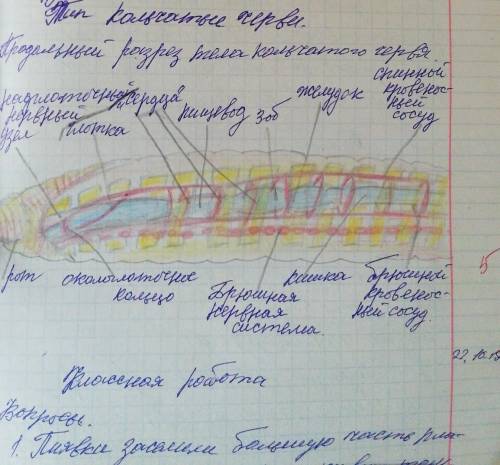 пишу на время Назовите органы, обозначенные на рисунке цифрами 5, 11-12. К какой