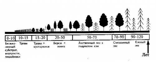 Прочитайте текст и ответьте на во Ельник почти никогда сразу не появляется на лугах, так как, наприм