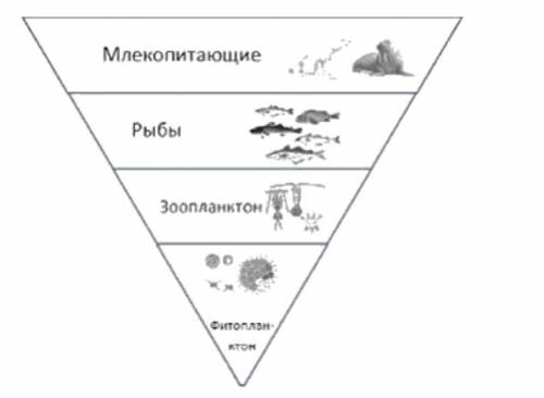 Почему пирамида биомаса убивает?