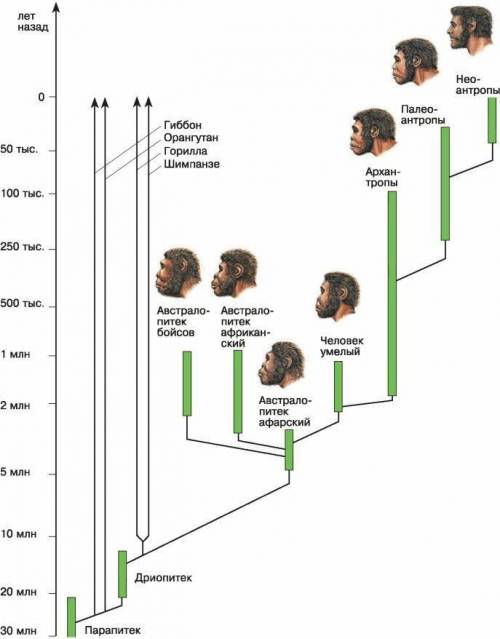Общий предок человека, шимпанзе и гориллы: а) дриопитек б) австралопитек в) неандерталец г) кроманьо