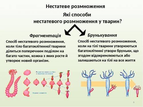 Які є спопсоби нестатевого розмноження