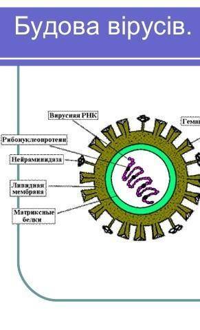 Будова оболонки вірусів,прокаріотів,еукаріотів